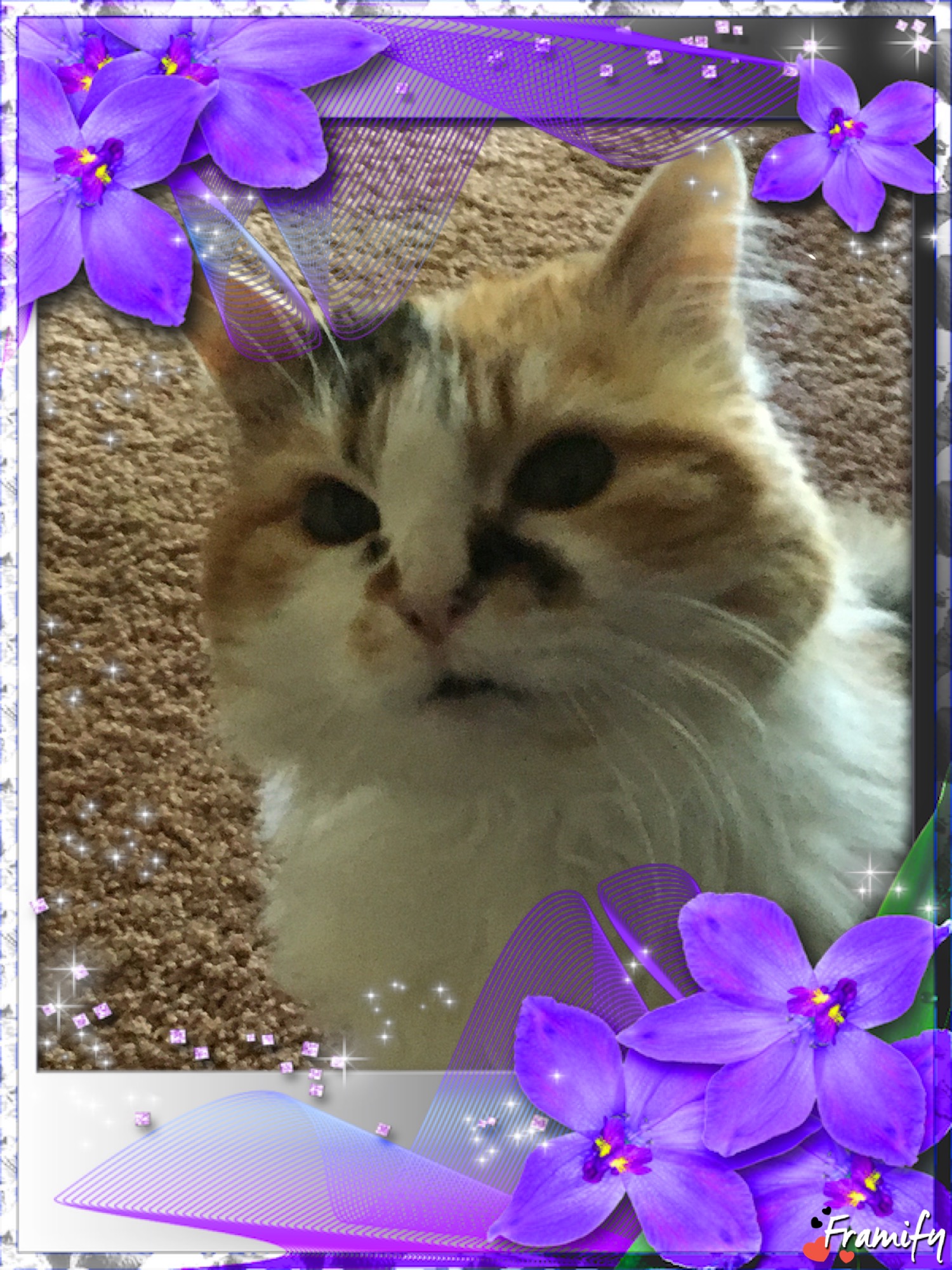 cali notchick 406 pet crematory obituary